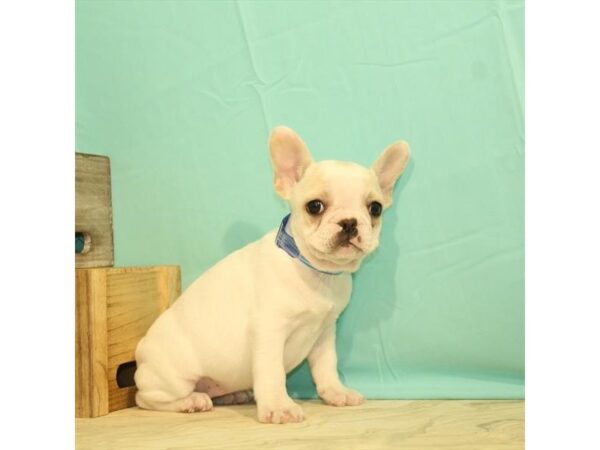 French Bulldog-DOG-Female-White / Cream-23782-Petland Lake St. Louis & Fenton, MO