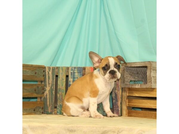 French Bulldog-DOG-Male-Red / White-23783-Petland Lake St. Louis & Fenton, MO