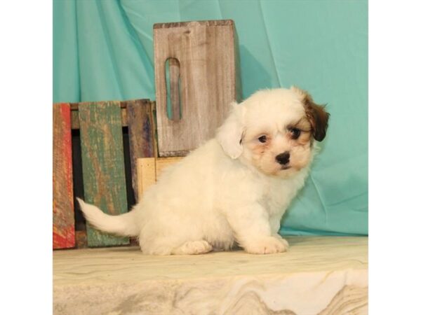 Teddy Bear-DOG-Male-White / Gold-23787-Petland Lake St. Louis & Fenton, MO