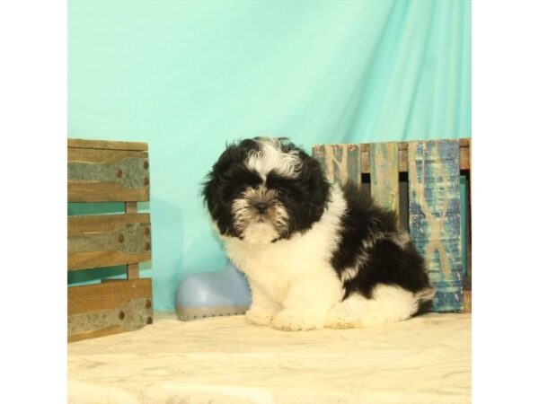 Shih Tzu-DOG-Female-White / Black-23786-Petland Lake St. Louis & Fenton, MO