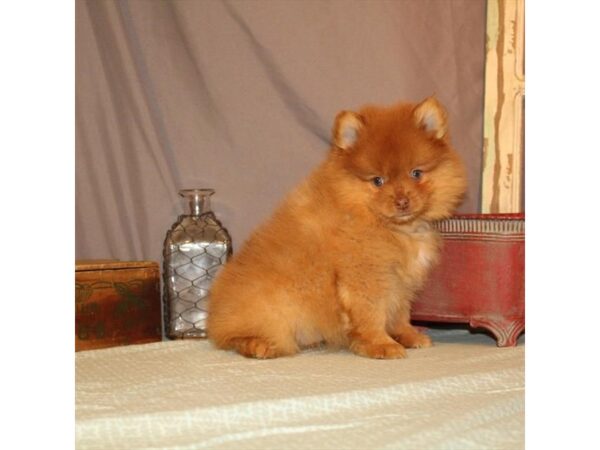 Pomeranian-DOG-Female-Red Chocolate-23785-Petland Lake St. Louis & Fenton, MO