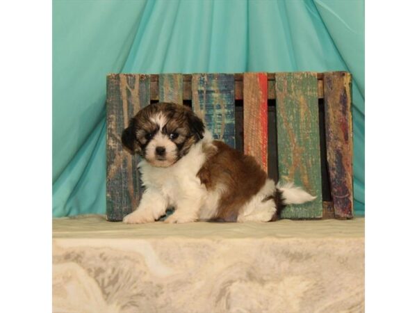 Teddy Bear-DOG-Female-White / Gold-23788-Petland Lake St. Louis & Fenton, MO