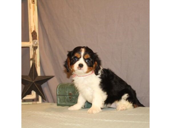 Cavalier King Charles Spaniel-DOG-Female-White Black / Tan-23781-Petland Lake St. Louis & Fenton, MO