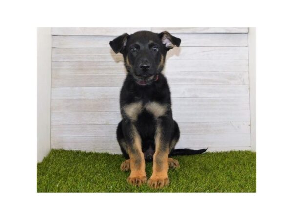 German Shepherd Dog-DOG-Male-Black / Tan-23796-Petland Lake St. Louis & Fenton, MO