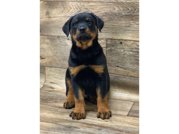 Rottweiler-DOG-Male-Black / Mahogany-23805-Petland Lake St. Louis & Fenton, MO