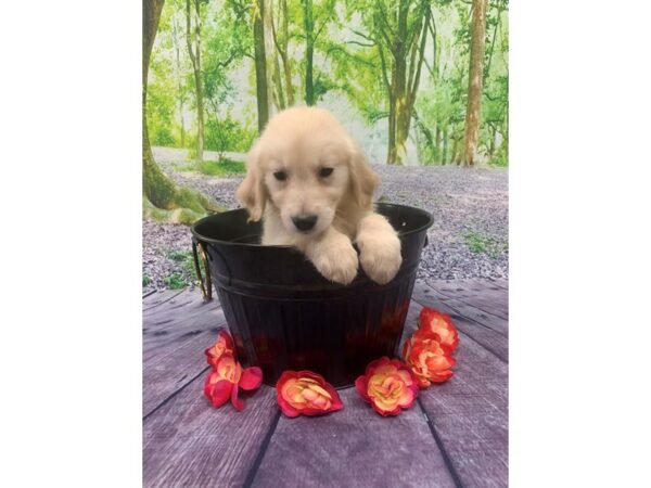 Golden Retriever-DOG-Female-Light Golden-23800-Petland Lake St. Louis & Fenton, MO