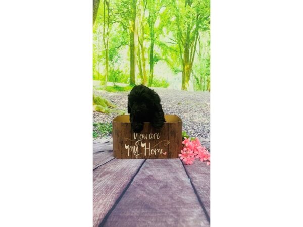 Miniature Goldendoodle-DOG-Male-Black-23791-Petland Lake St. Louis & Fenton, MO