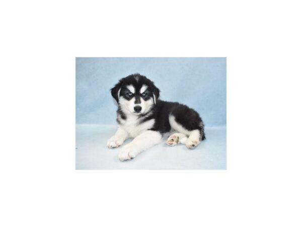 Siberian Husky-DOG-Male-Black and White-23819-Petland Lake St. Louis & Fenton, MO