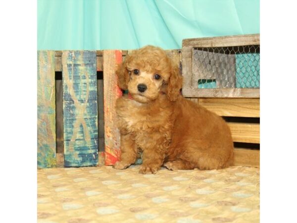 Miniature Poodle-DOG-Male-Red-23829-Petland Lake St. Louis & Fenton, MO