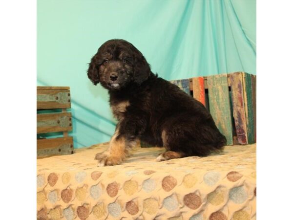 Aussiedoodle-DOG-Female-Black / Tan-23833-Petland Lake St. Louis & Fenton, MO
