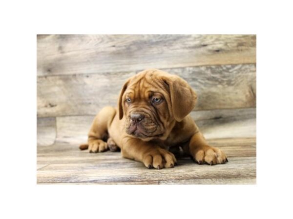 Dogue De Bordeaux-DOG-Male-Red-23837-Petland Lake St. Louis & Fenton, MO