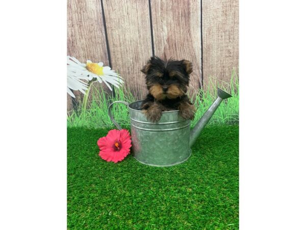 Yorkshire Terrier-DOG-Male-Black / Tan-23831-Petland Lake St. Louis & Fenton, MO