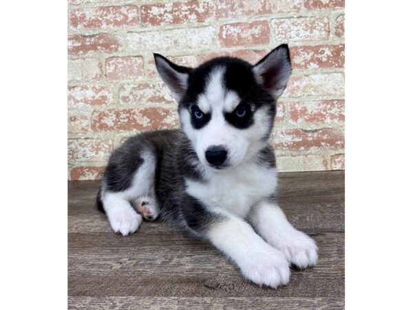 Siberian Husky-DOG-Male-Black / White-23848-Petland Lake St. Louis & Fenton, MO