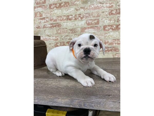 English Bulldog-DOG-Male-White-23839-Petland Lake St. Louis & Fenton, MO