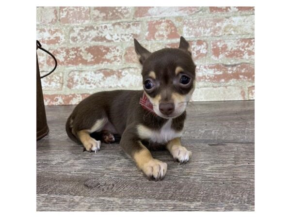 Chihuahua-DOG-Female-Chocolate / Tan-23840-Petland Lake St. Louis & Fenton, MO
