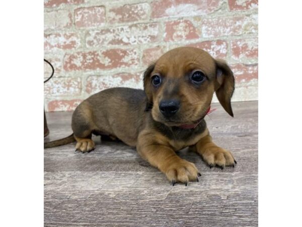 Dachshund-DOG-Male-Wild Boar-23852-Petland Lake St. Louis & Fenton, MO