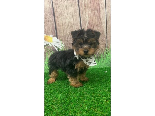 Yorkshire Terrier-DOG-Male-Black / Gold-23853-Petland Lake St. Louis & Fenton, MO