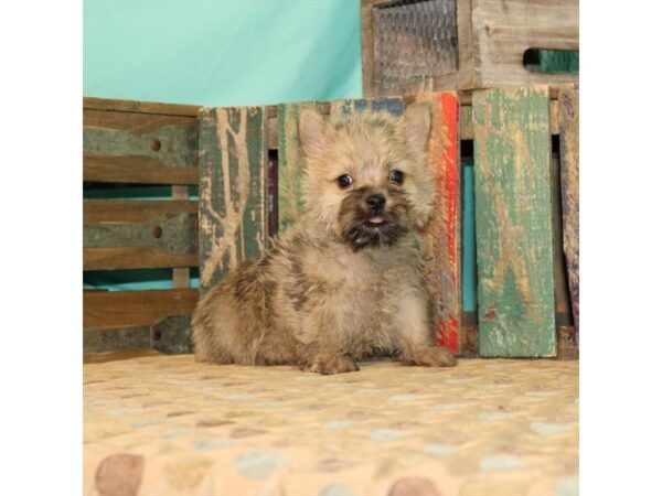 Cairn Terrier-DOG-Male-Wheaten-23857-Petland Lake St. Louis & Fenton, MO