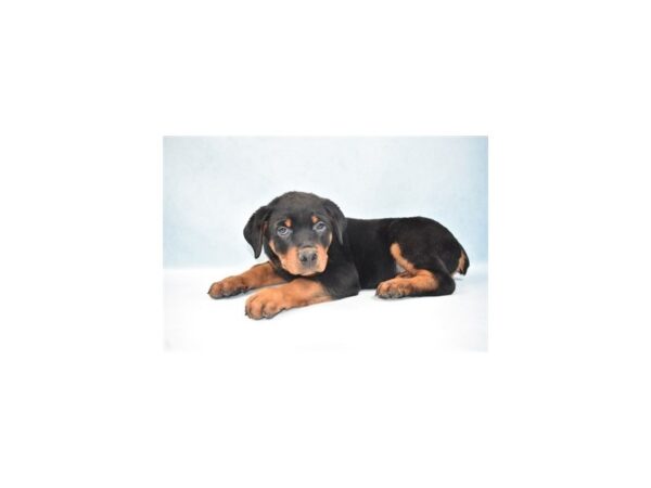 Rottweiler-DOG-Male-Black and Mahogany-23868-Petland Lake St. Louis & Fenton, MO