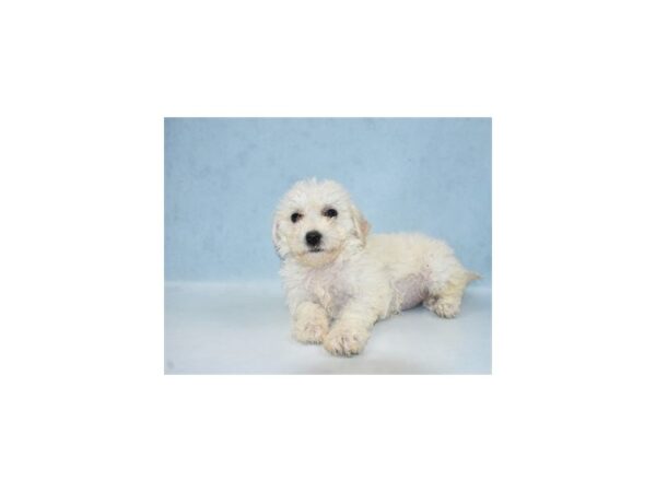 Bichon Poo-DOG-Female-White-23871-Petland Lake St. Louis & Fenton, MO