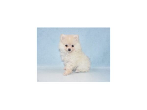 Pomeranian-DOG-Female-Cream-23867-Petland Lake St. Louis & Fenton, MO