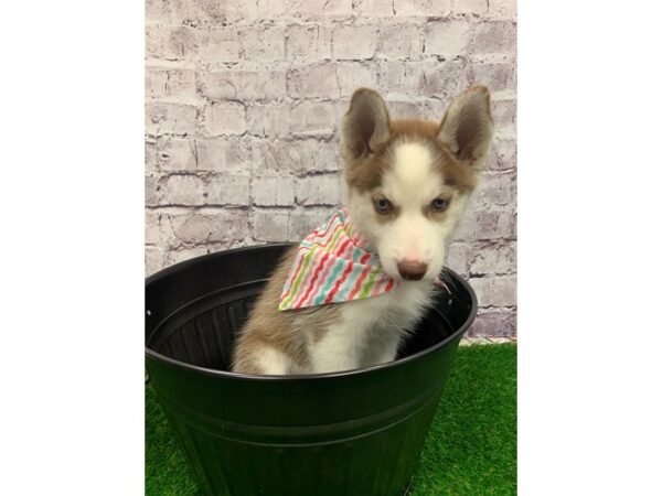 Siberian Husky-DOG-Female-Red & White-23878-Petland Lake St. Louis & Fenton, MO