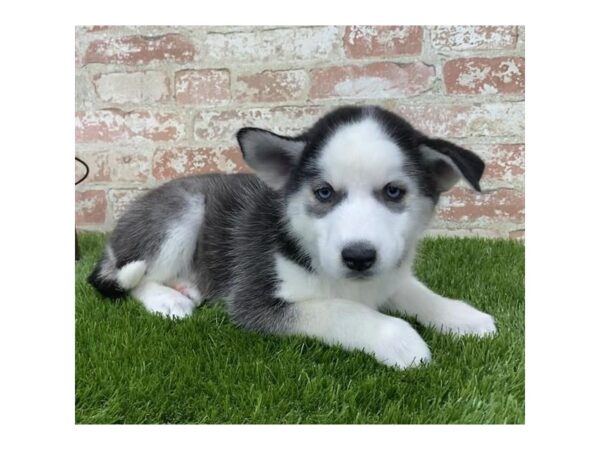 Siberian Husky-DOG-Female-Black / White-23887-Petland Lake St. Louis & Fenton, MO