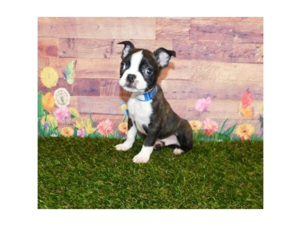 Boston Terrier-DOG-Male-Black Brindle / White-23893-Petland Lake St. Louis & Fenton, MO
