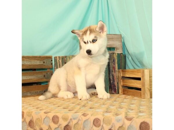 Siberian Husky DOG Female Agouti / White 23901 Petland Lake St. Louis & Fenton, MO