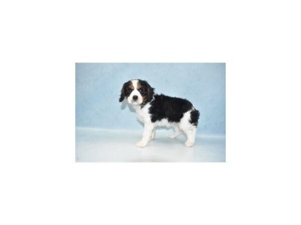 Cavalier King Charles Spaniel DOG Female Black and White 23905 Petland Lake St. Louis & Fenton, MO