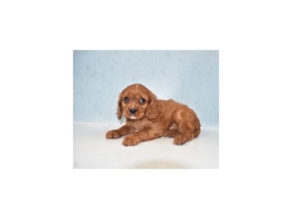 Cavalier King Charles Spaniel DOG Male Ruby 23906 Petland Lake St. Louis & Fenton, MO
