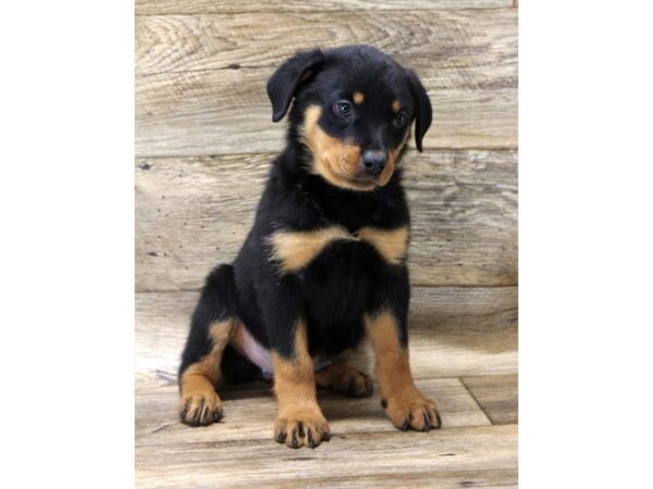 Rottweiler-DOG-Female-Black / Mahogany-23911-Petland Lake St. Louis & Fenton, MO