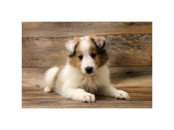 Shetland Sheepdog-DOG-Male-Sable / White-23918-Petland Lake St. Louis & Fenton, MO