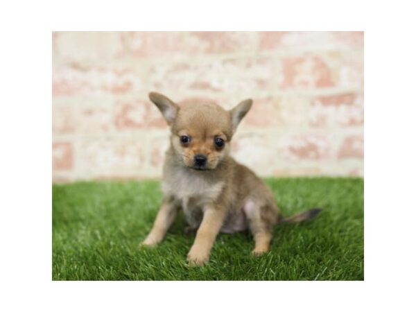 Chihuahua-DOG-Female-Black Sabled Fawn-23925-Petland Lake St. Louis & Fenton, MO