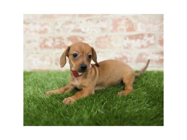 Dachshund-DOG-Female-Red-23932-Petland Lake St. Louis & Fenton, MO