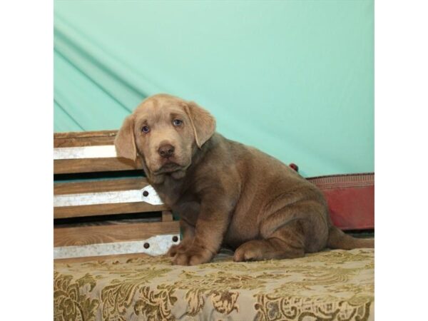Labrador Retriever-DOG-Male-Silver-23940-Petland Lake St. Louis & Fenton, MO