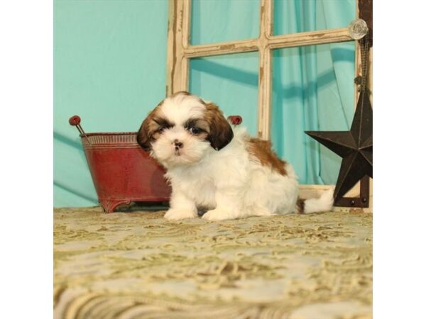 Shih Tzu-DOG-Female-White / Gold-23941-Petland Lake St. Louis & Fenton, MO