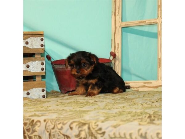 Yorkshire Terrier DOG Male Black / Tan 23942 Petland Lake St. Louis & Fenton, MO