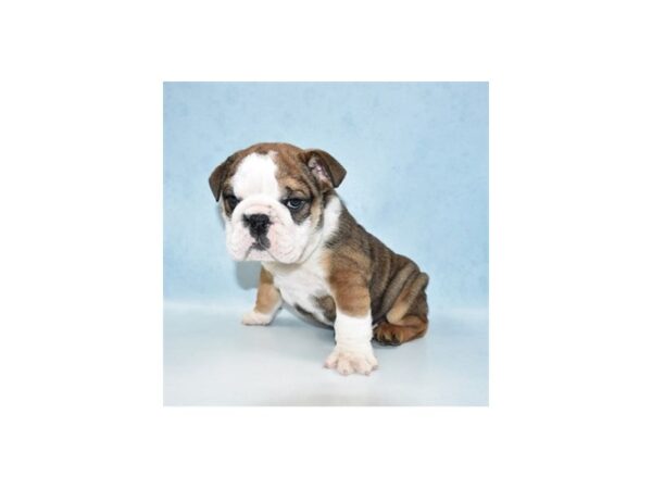 English Bulldog-DOG-Male-Red and White-23947-Petland Lake St. Louis & Fenton, MO