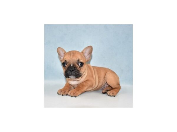 French Bulldog-DOG-Female-Fawn-23949-Petland Lake St. Louis & Fenton, MO