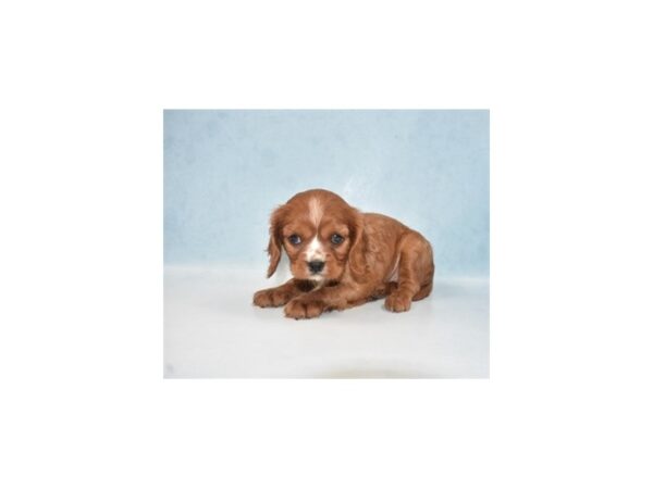Cavalier King Charles Spaniel-DOG-Female-Ruby-23948-Petland Lake St. Louis & Fenton, MO
