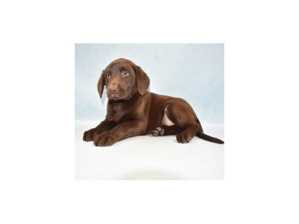 Labrador Retriever-DOG-Female-Chocolate-23950-Petland Lake St. Louis & Fenton, MO