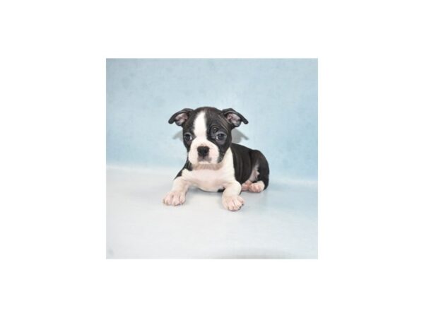 Boston Terrier-DOG-Female-Black and White-23952-Petland Lake St. Louis & Fenton, MO