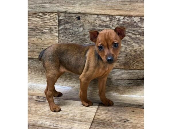 Miniature Pinscher-DOG-Female-Stag Red-23954-Petland Lake St. Louis & Fenton, MO