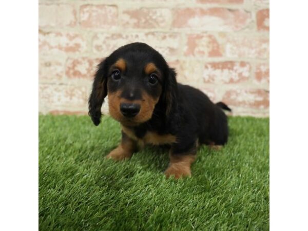 Dachshund-DOG-Male-Black / Tan-23959-Petland Lake St. Louis & Fenton, MO