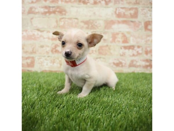 Chihuahua-DOG-Male-Cream-23958-Petland Lake St. Louis & Fenton, MO