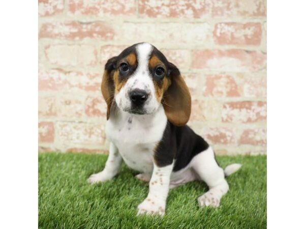 Beagle-DOG-Male-Tri-Colored-23972-Petland Lake St. Louis & Fenton, MO