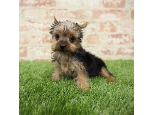 Yorkshire Terrier-DOG-Female-Black / Tan-23973-Petland Lake St. Louis & Fenton, MO