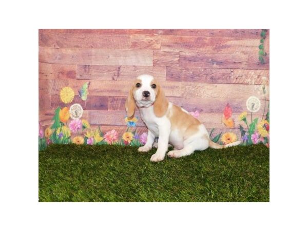 Beagle-DOG-Male-Lemon / White-23979-Petland Lake St. Louis & Fenton, MO
