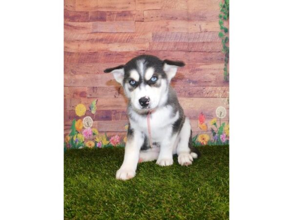 Siberian Husky-DOG-Female-Black / White-23985-Petland Lake St. Louis & Fenton, MO